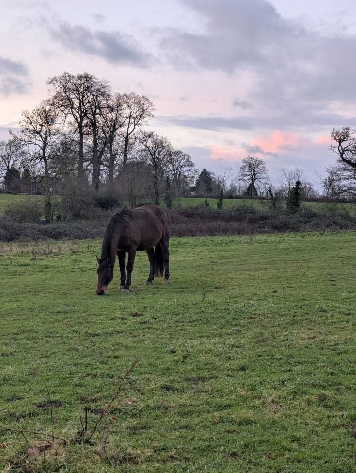 Pension pr&eacute; chevaux-11 ha- Entre Saint-L&ocirc; et Bayeux