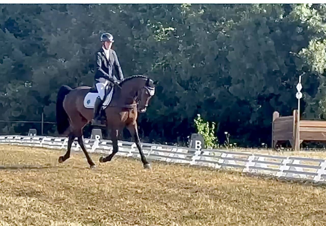 Hongre hanovrien 5 ans cce et dressage