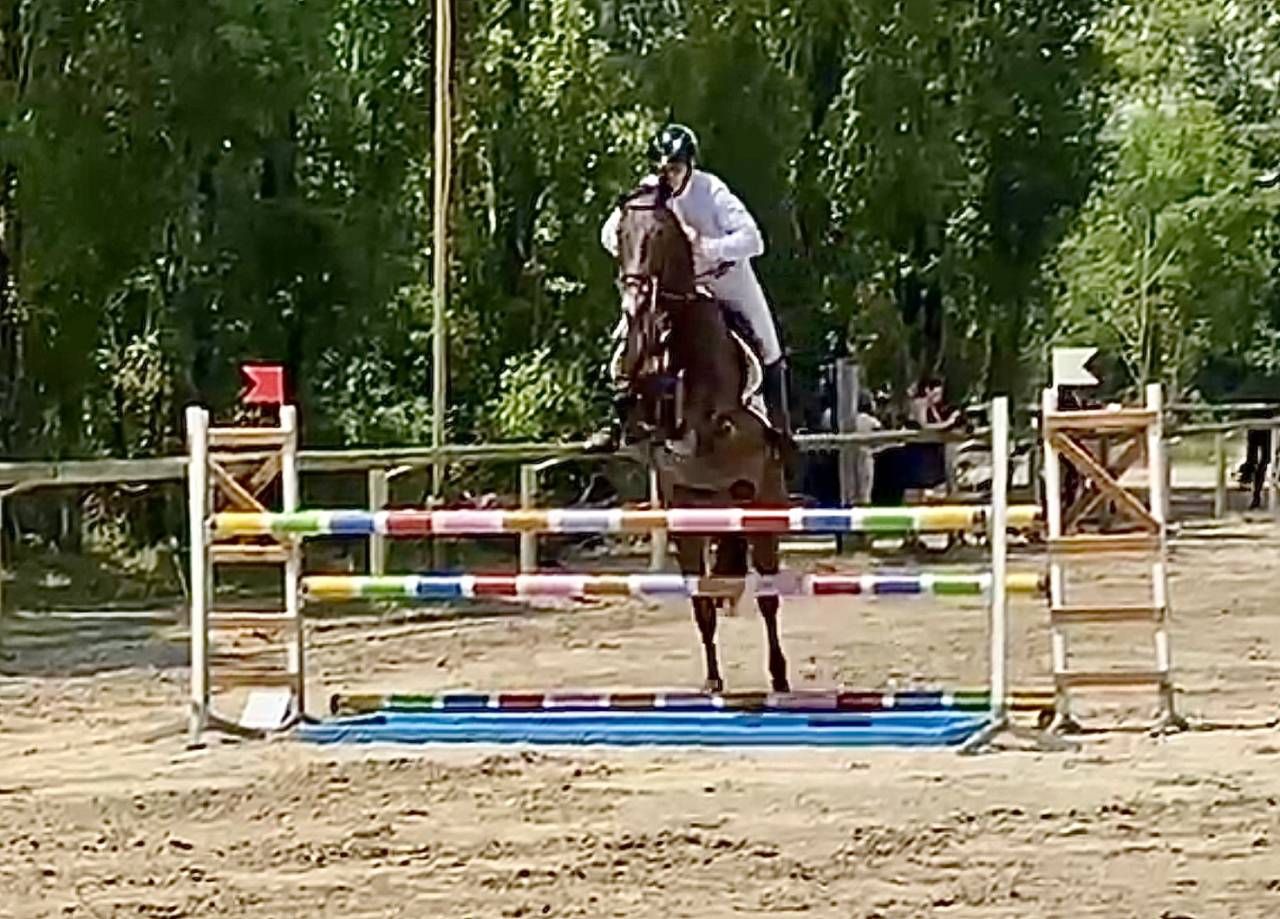 Hongre hanovrien 5 ans cce et dressage