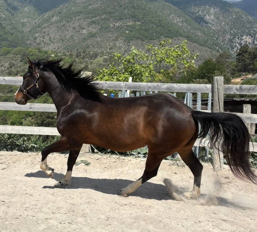 PP Paint Horse