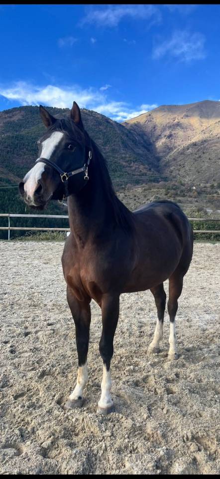 PP Paint Horse