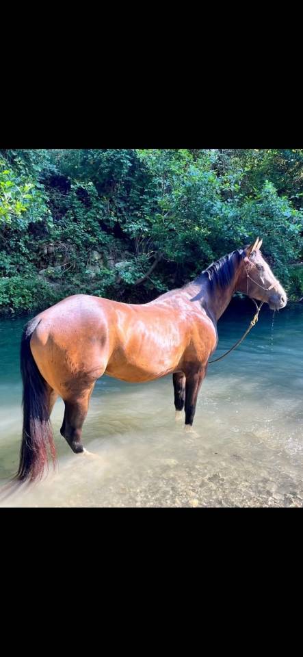 PP Paint Horse