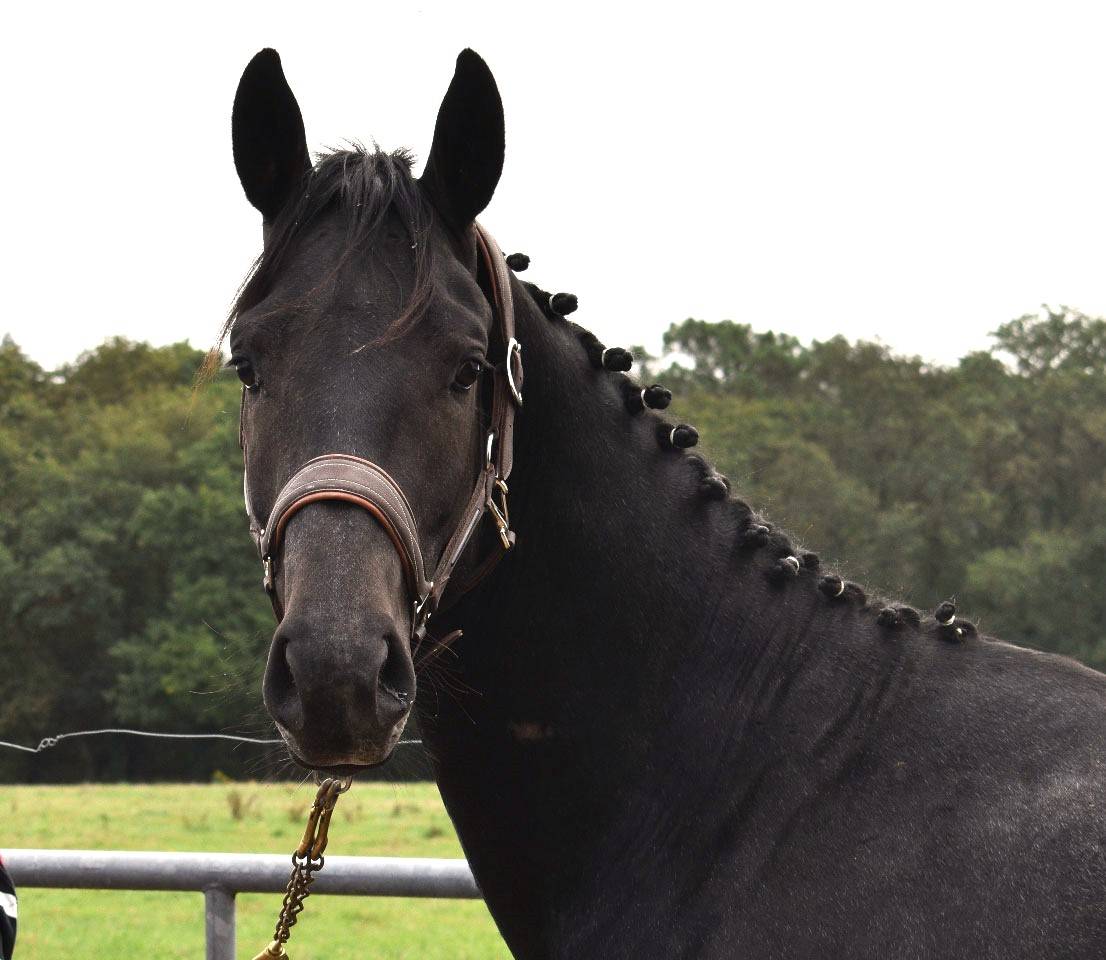 KAJMAN DU TER (CORNET OBOLINSKI x BURGGRAAF) H 6 ans