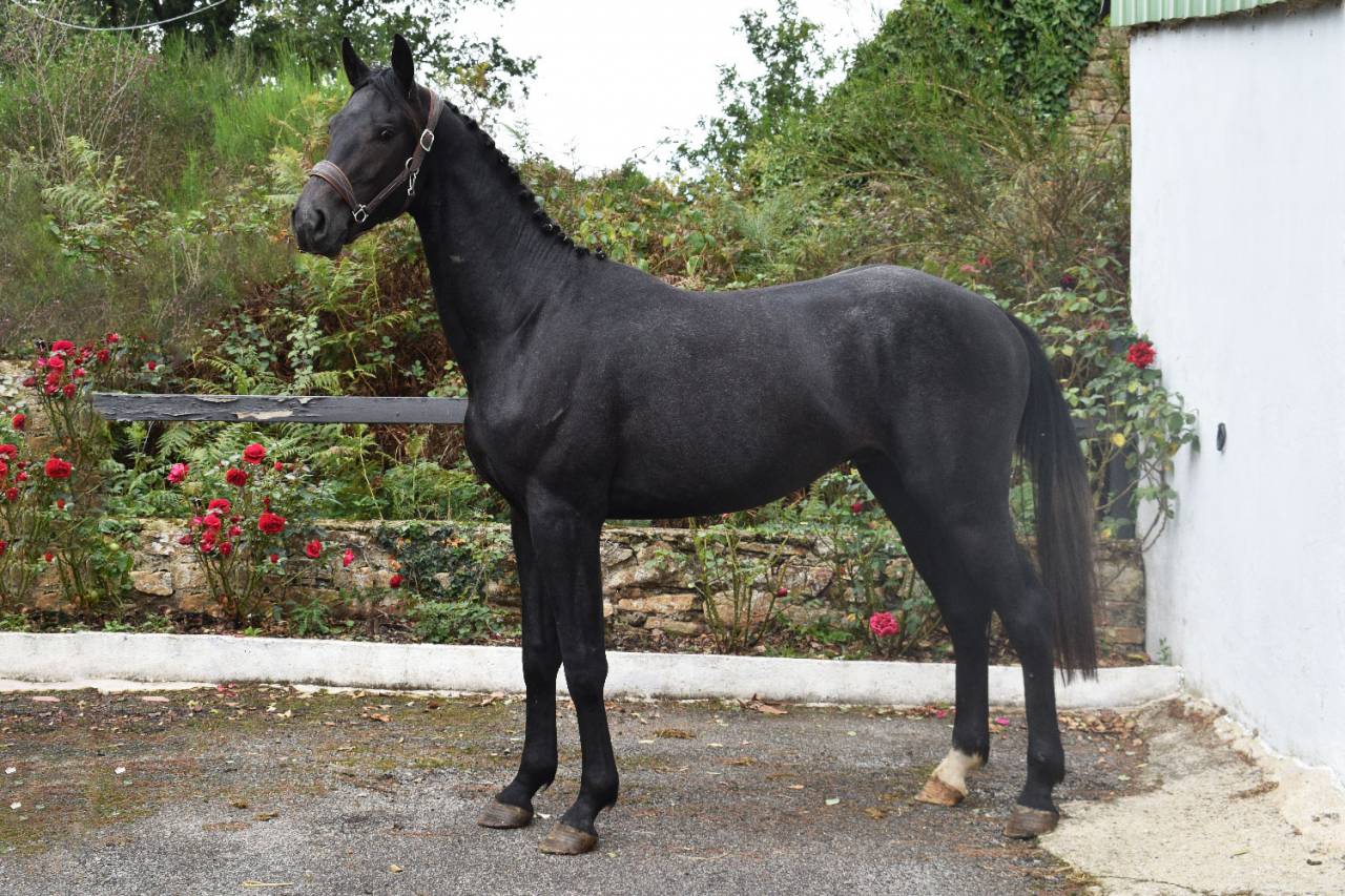 KAJMAN DU TER (CORNET OBOLINSKI x BURGGRAAF) H 6 ans