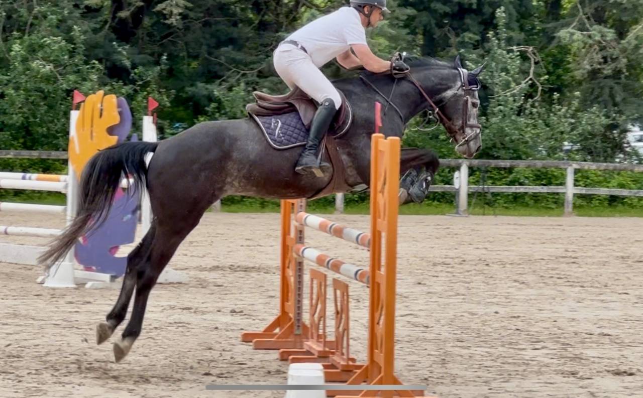 KAJMAN DU TER (CORNET OBOLINSKI x BURGGRAAF) H 6 ans