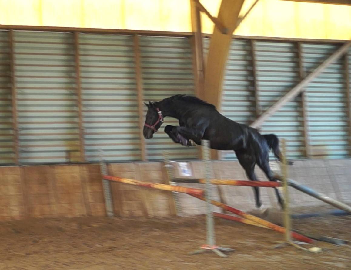 KAJMAN DU TER (CORNET OBOLINSKI x BURGGRAAF) H 6 ans