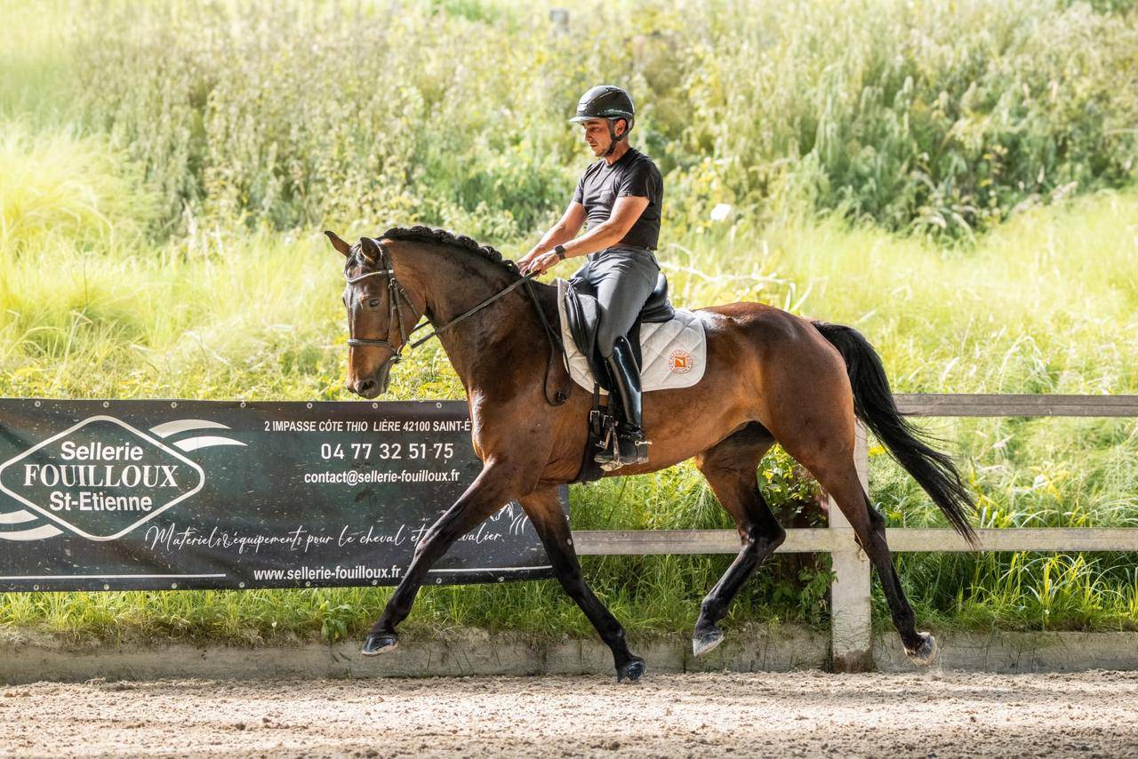 Jument - KWPN - 7 ans - Dressage - France