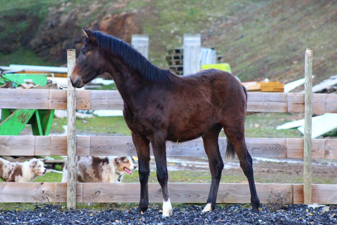 Poulain Pure Race Espagnol PP
