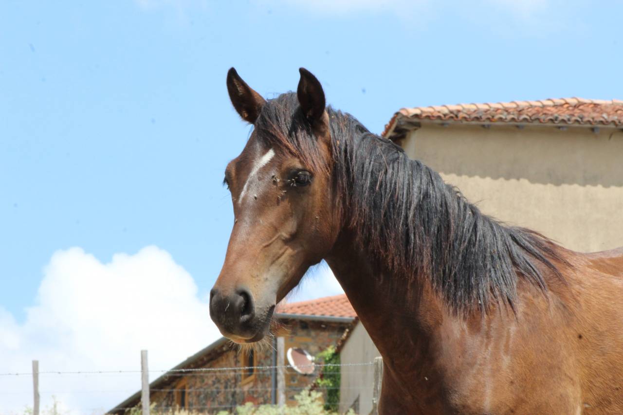 Poulain Pure Race Espagnol PP