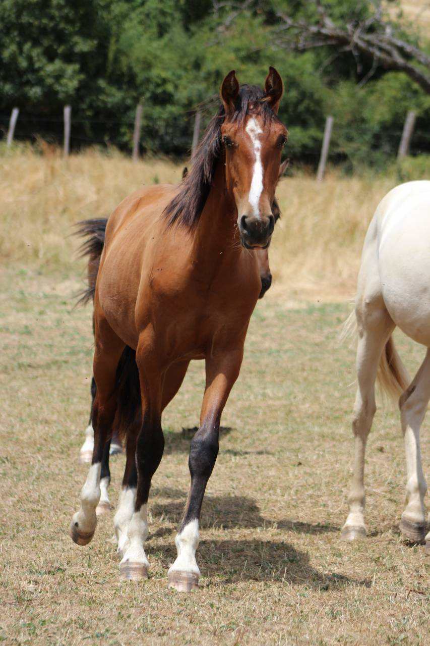 Poulain Pure Race Espagnol PP