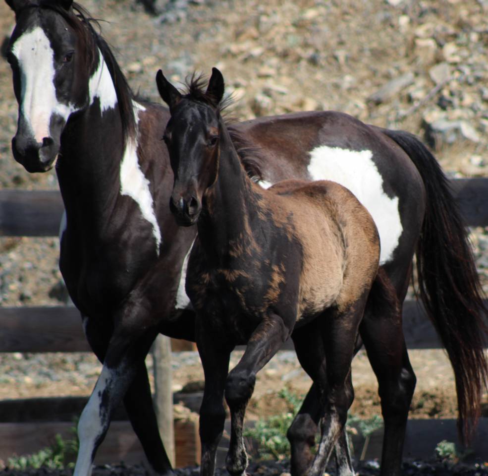 Poulain paint horse PP