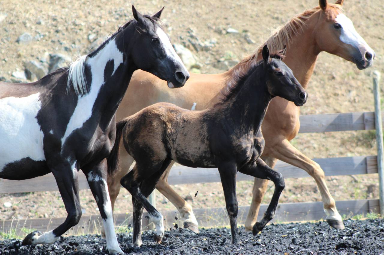 Poulain paint horse PP