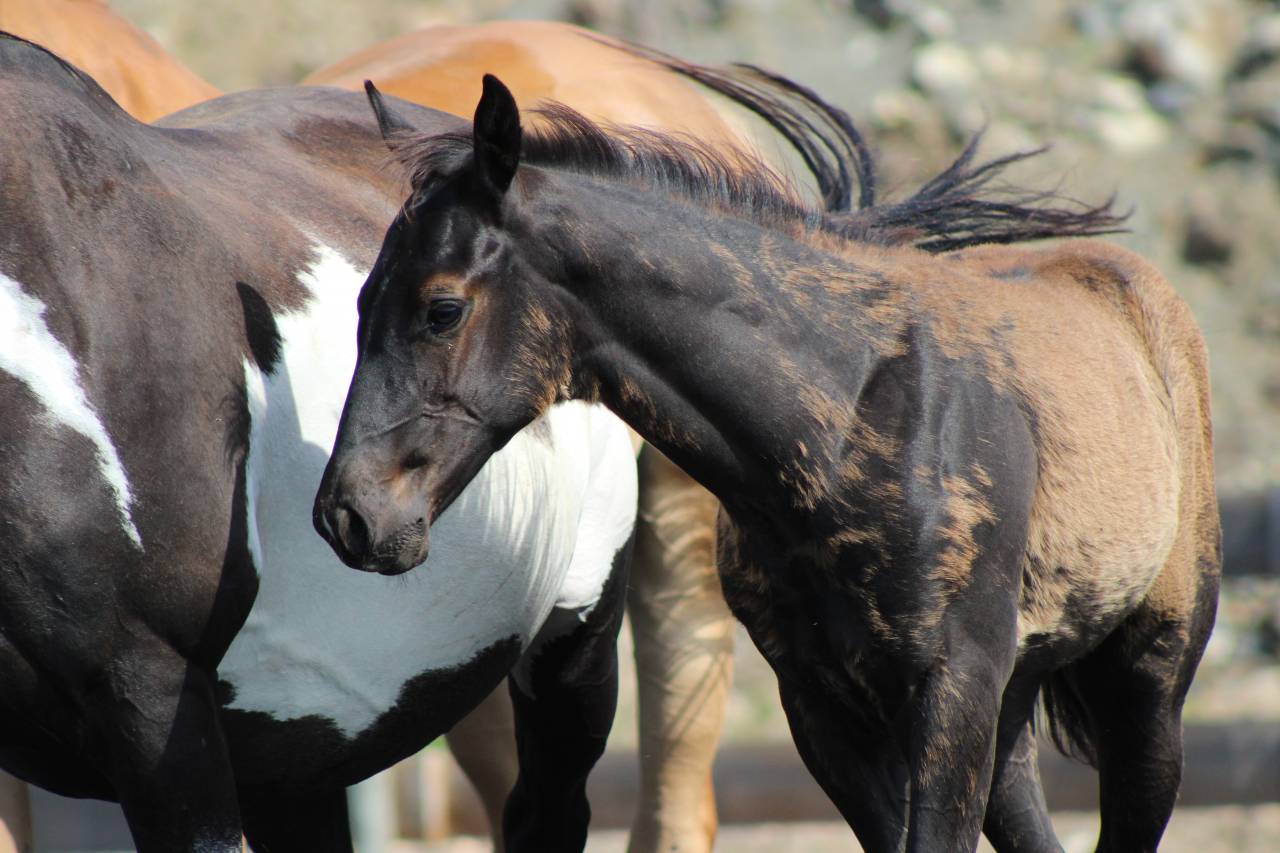 Poulain paint horse PP