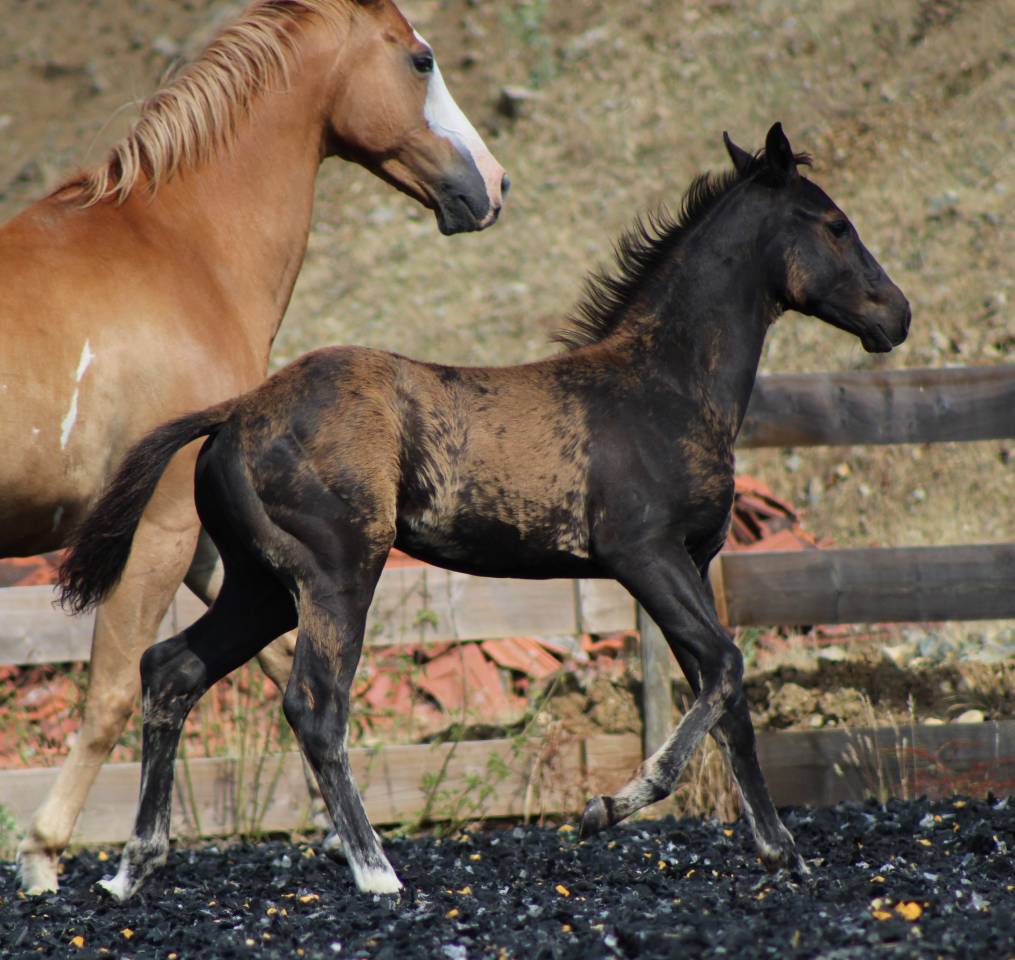 Poulain paint horse PP