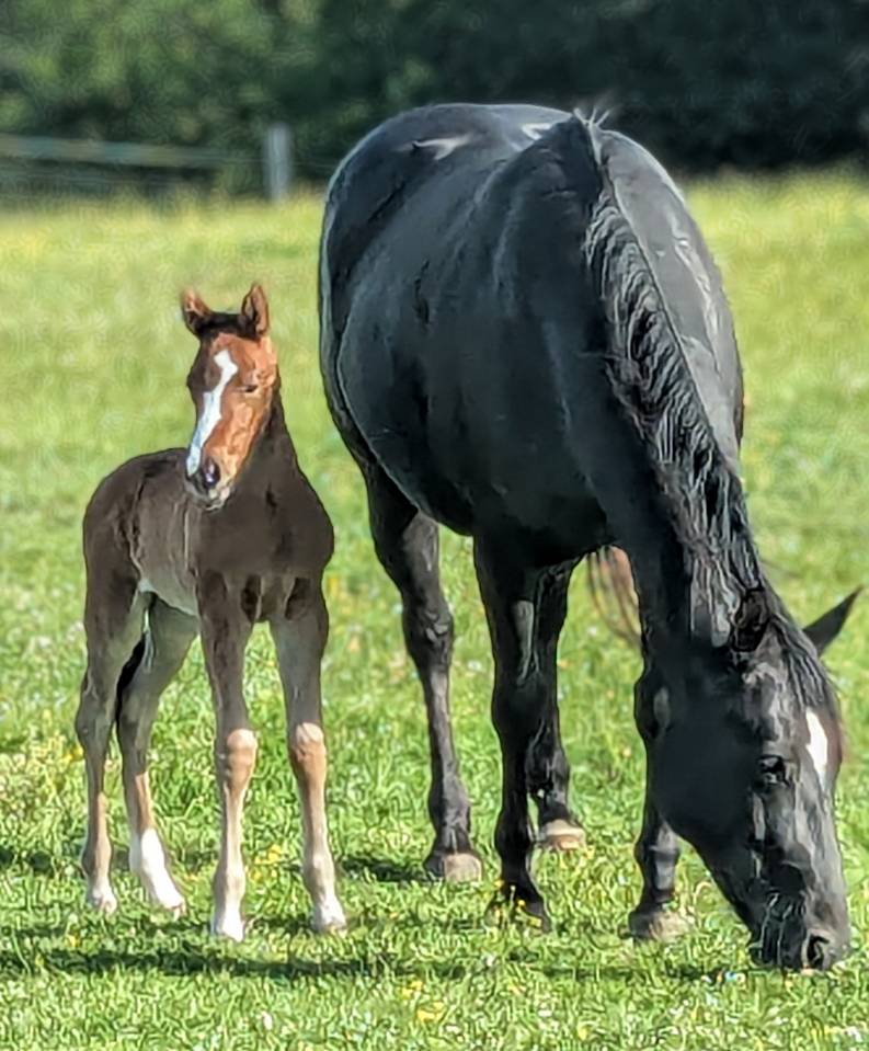 jument paint horse