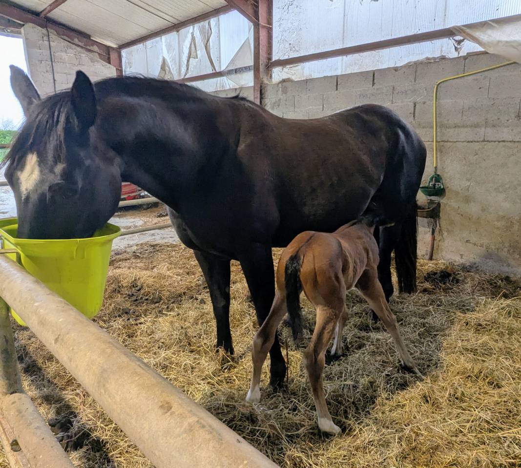jument paint horse
