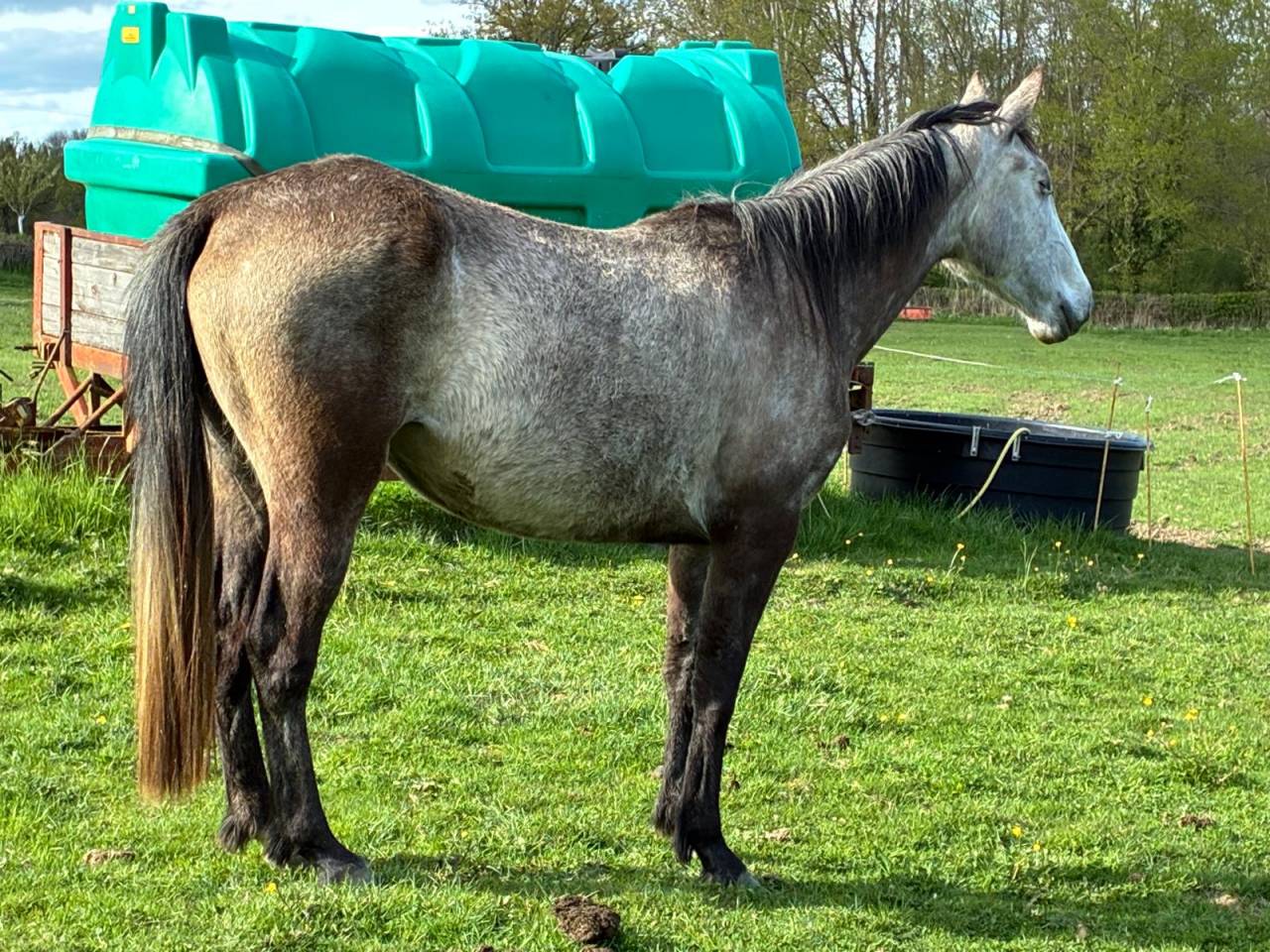 Pouliche 4ans