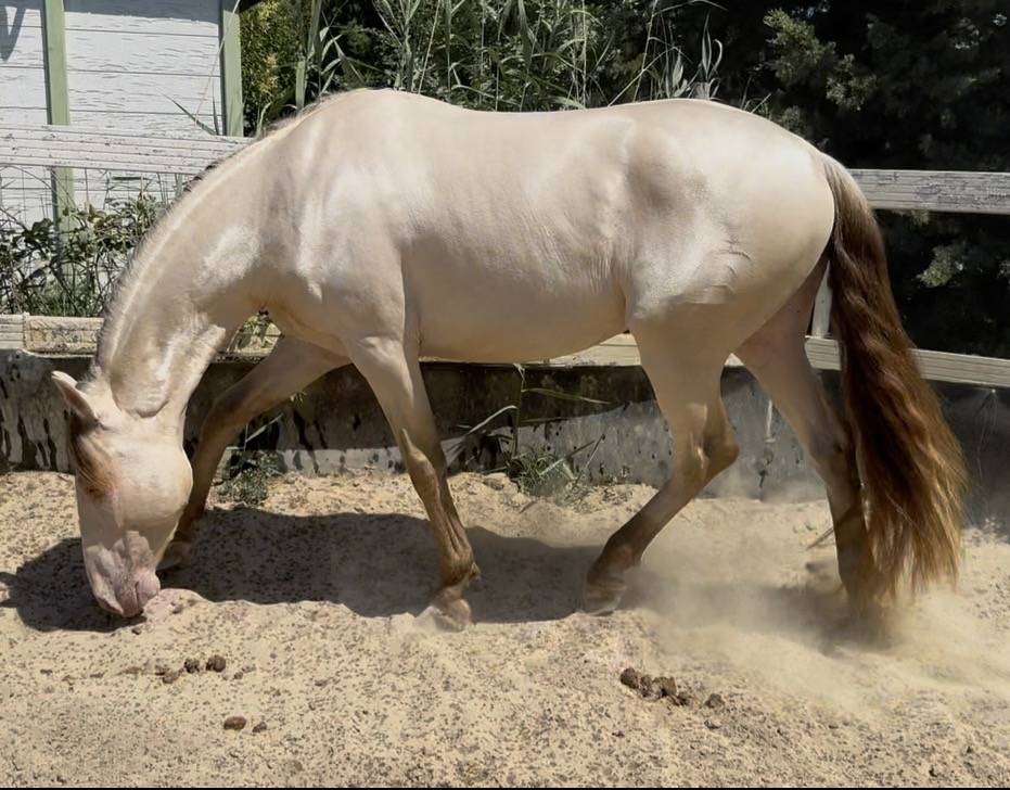 Cheval oc lusitanien robe champagne 