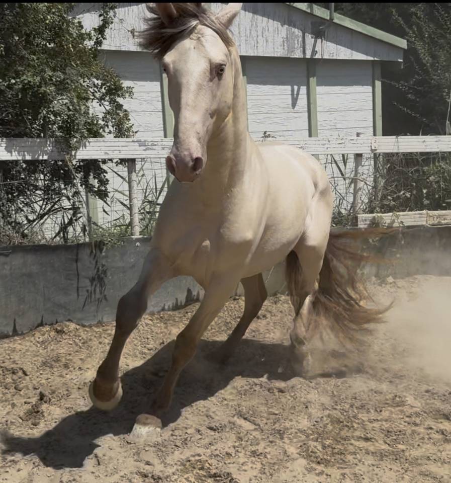 Cheval oc lusitanien robe champagne 