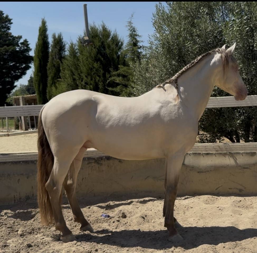 Cheval oc lusitanien robe champagne 