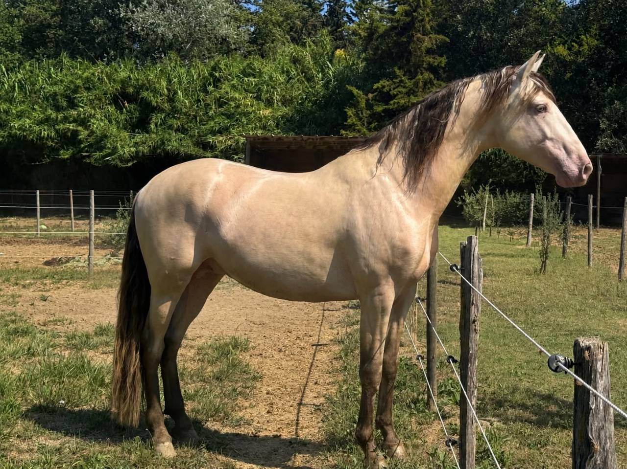 Cheval oc lusitanien robe champagne 