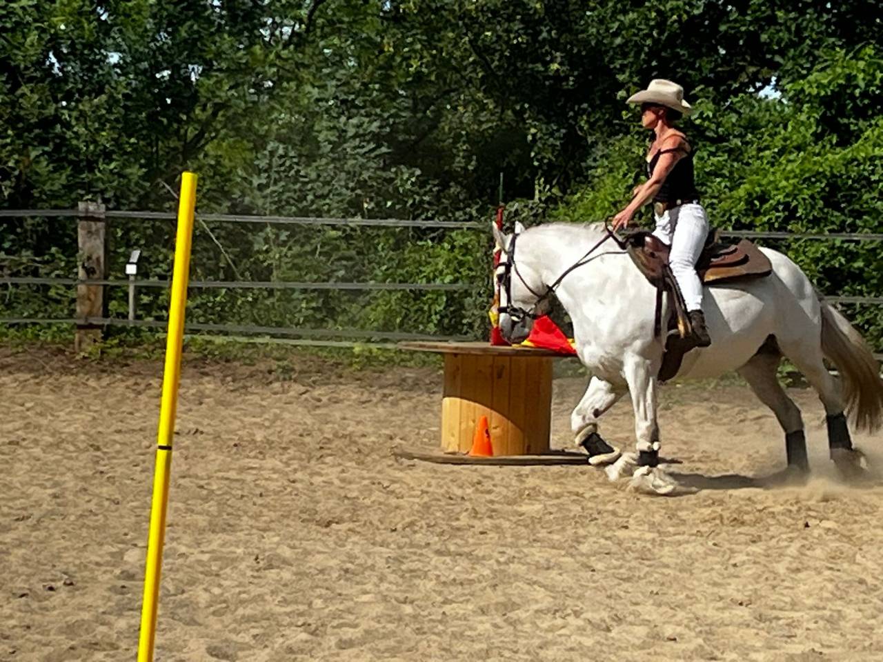 Pension chevaux
