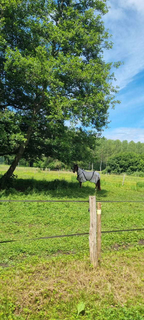 Pension chevaux