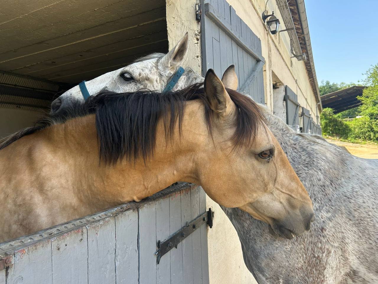 Pension chevaux