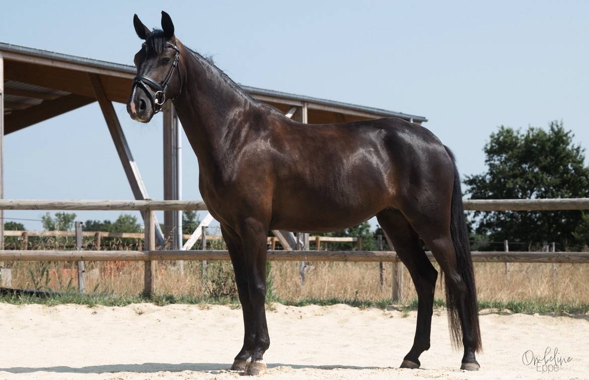 Jument de dressage 