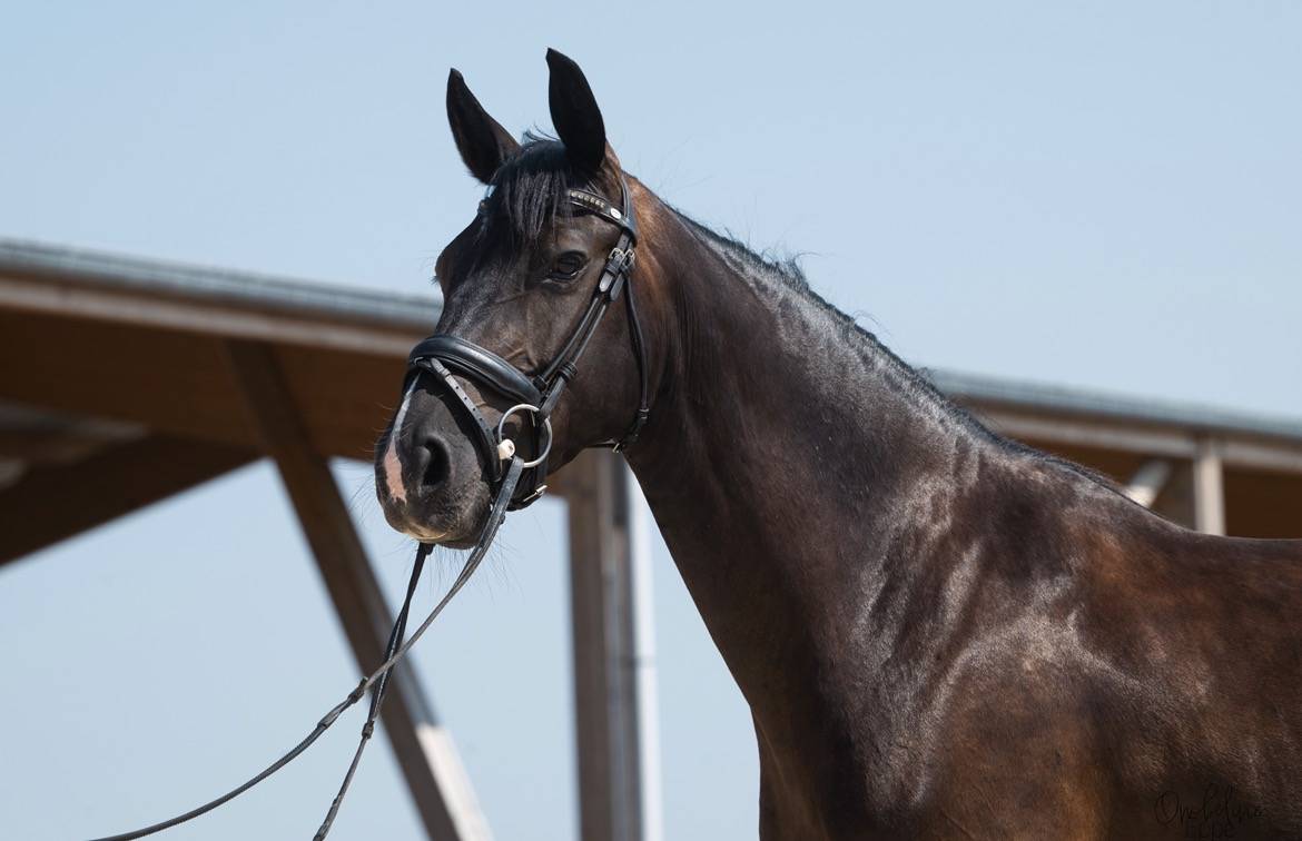 Jument de dressage 