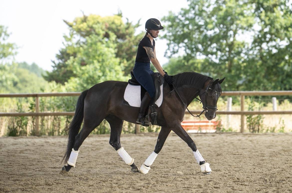 Jument de dressage 