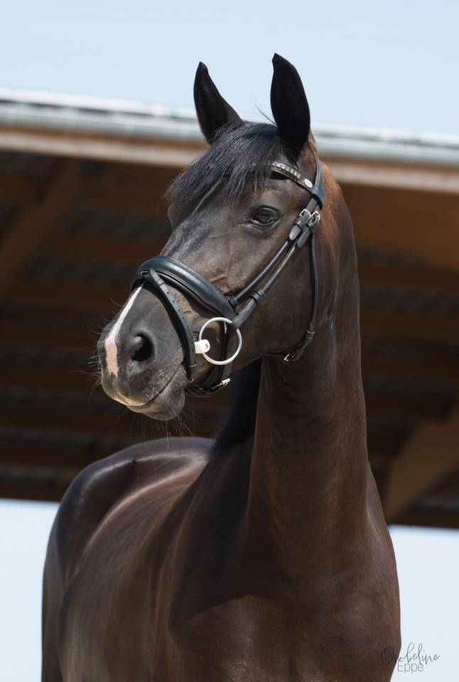 Jument de dressage 