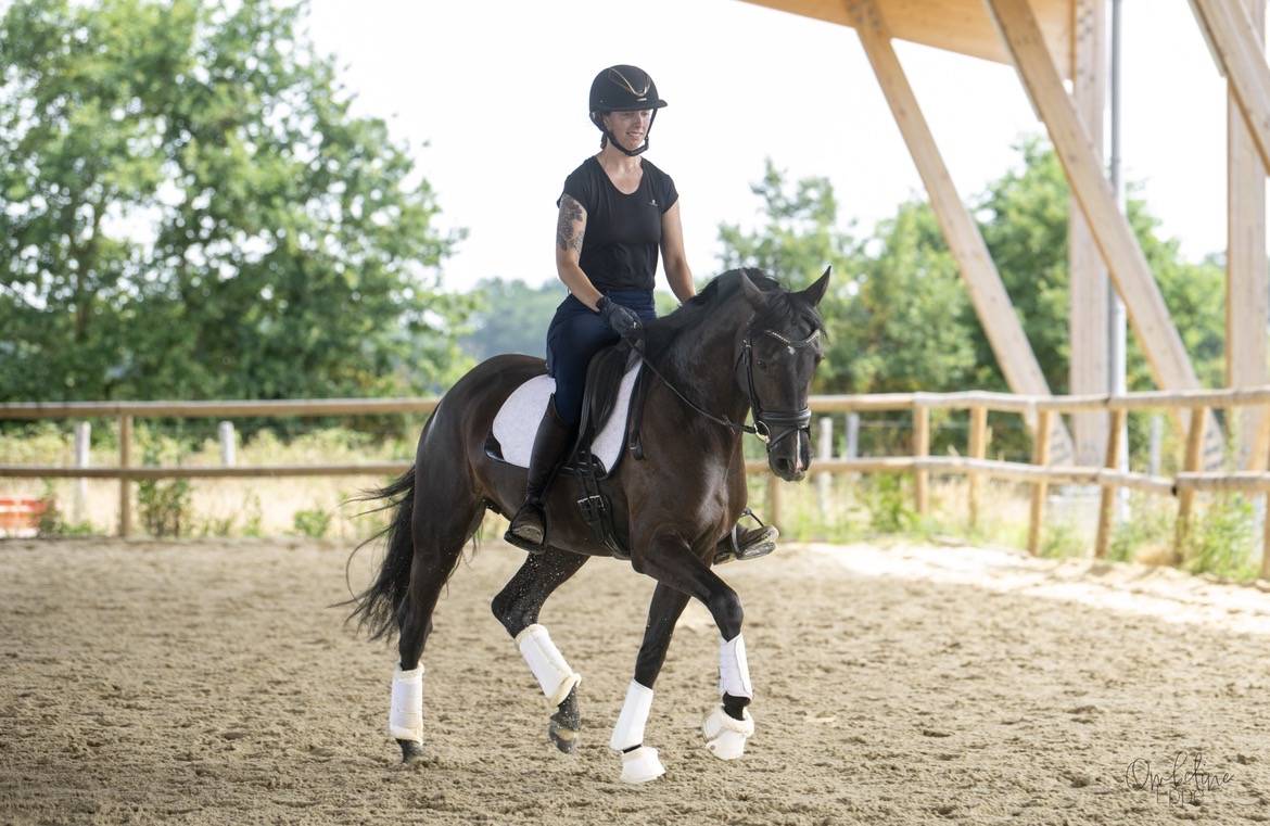 Jument de dressage 