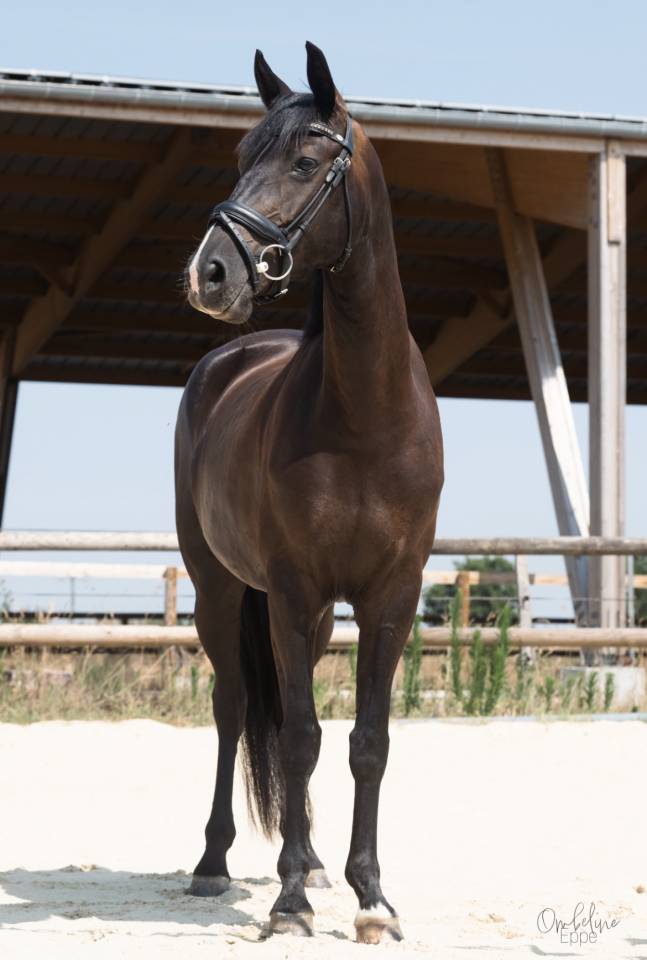 Jument de dressage 
