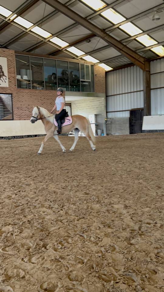 Ponette haflinger 8ans 