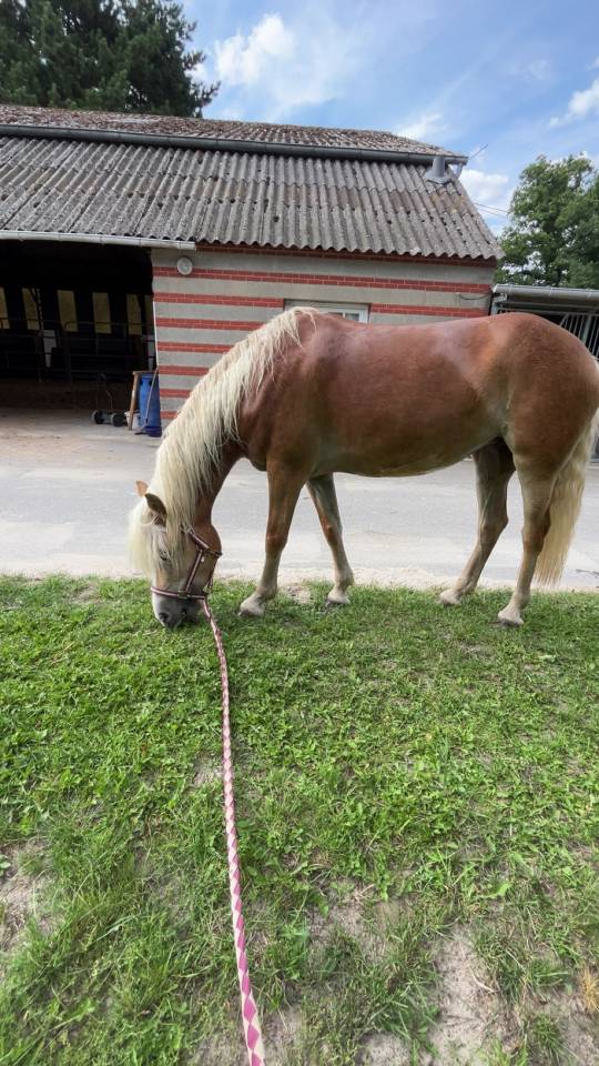 Ponette haflinger 8ans 
