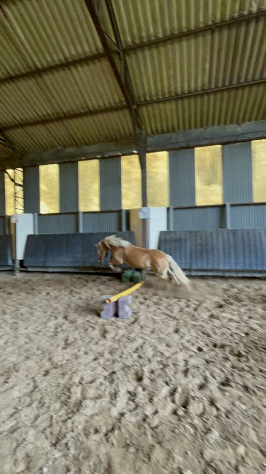 Ponette haflinger 8ans 