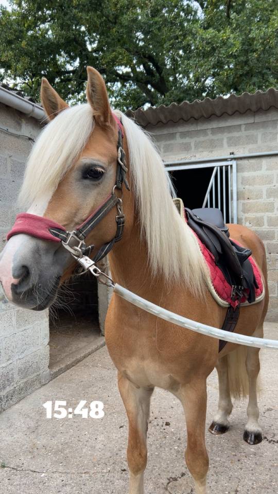 Ponette haflinger 8ans 