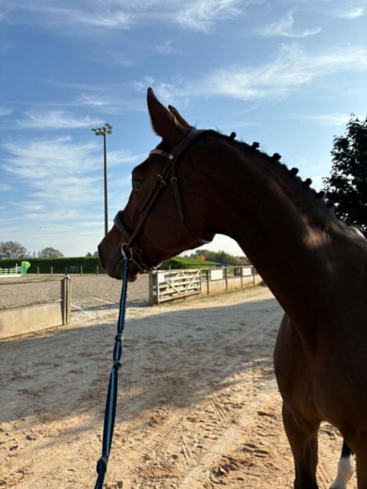 Jument 5 ans - Pegase van't ruytershof x Quick star 