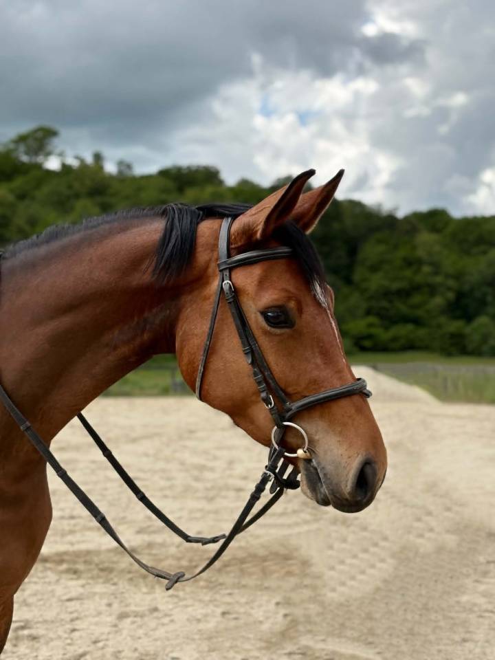 Jument 5 ans - Pegase van't ruytershof x Quick star 