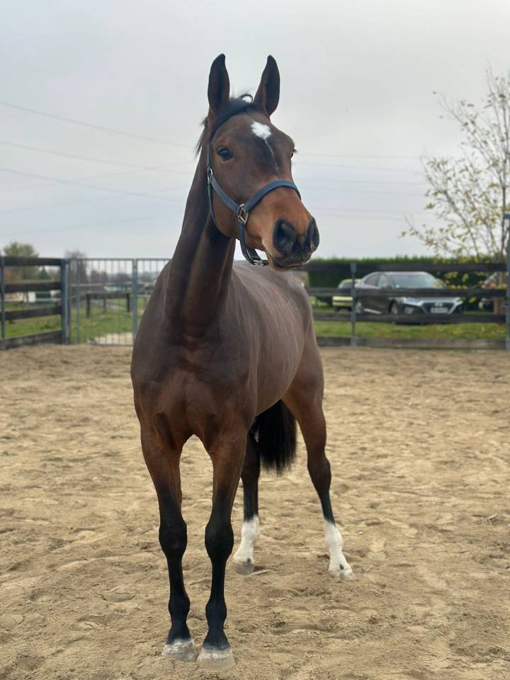 Jument 5 ans - Pegase van't ruytershof x Quick star 