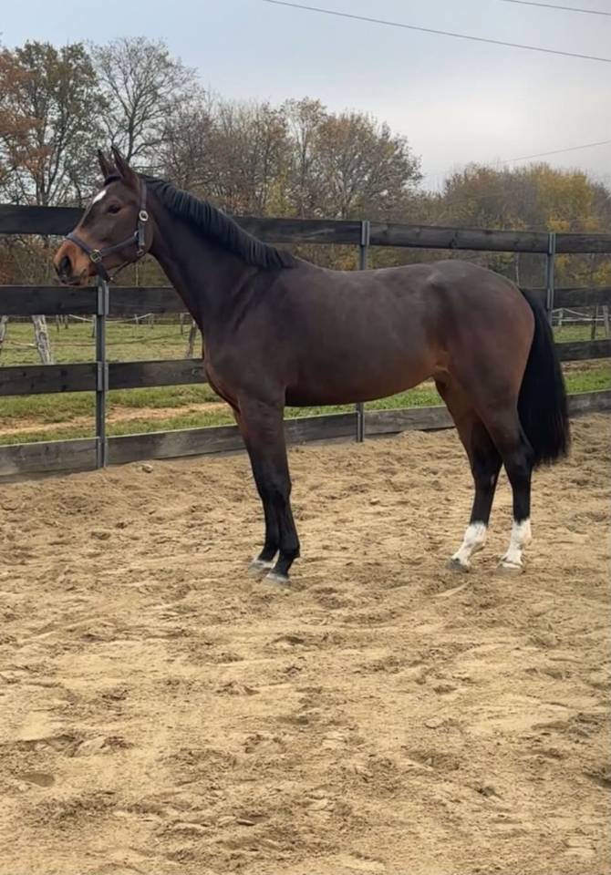 Jument 5 ans - Pegase van't ruytershof x Quick star 