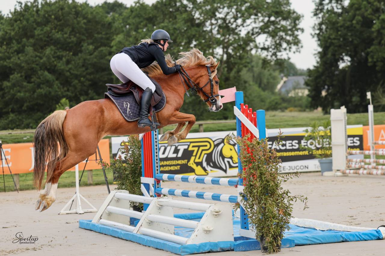 ?✨ JEUNE HONGRE &Agrave; VENDRE &ndash; Magnum du Joalie &ndash; 4 ans ✨