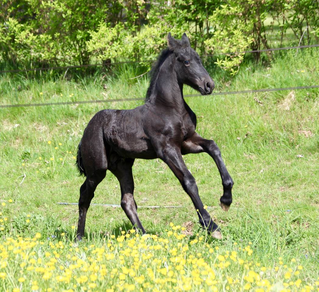 Magnifique poulain frison Pleins Papiers KFPS