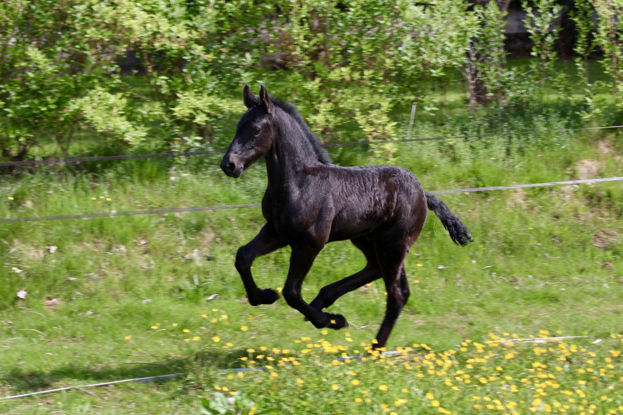 Magnifique poulain frison Pleins Papiers KFPS