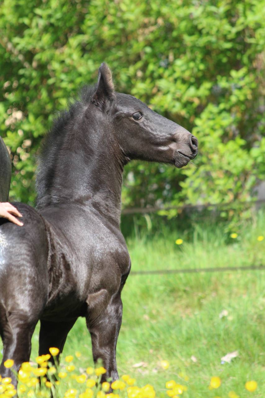 Magnifique poulain frison Pleins Papiers KFPS