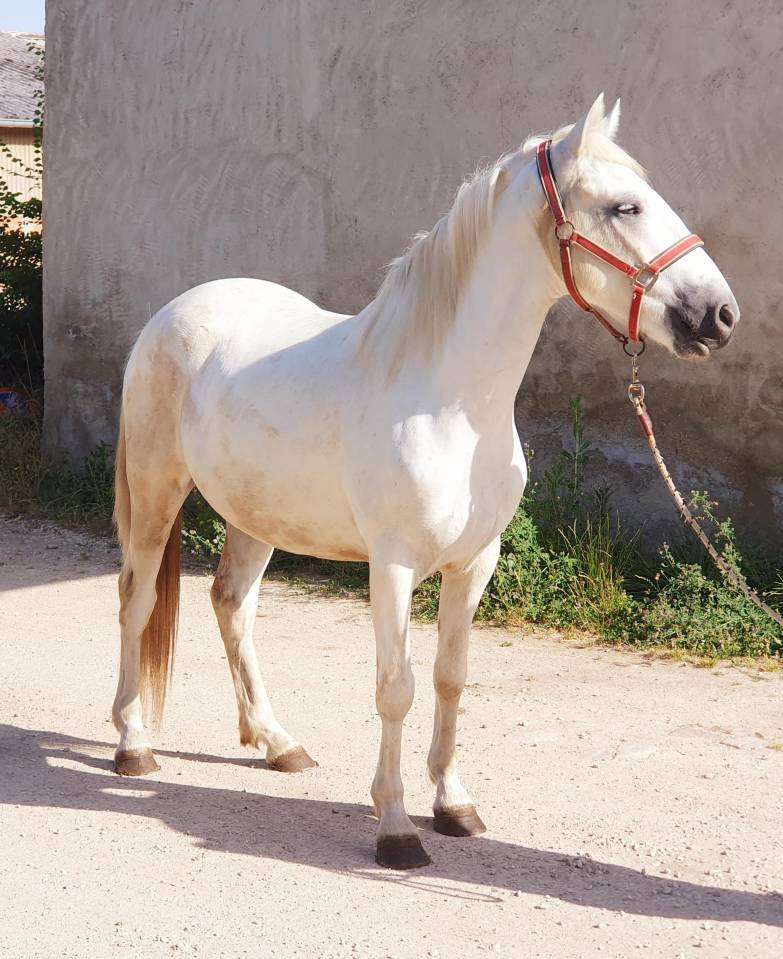HONGRE CAMARGUE