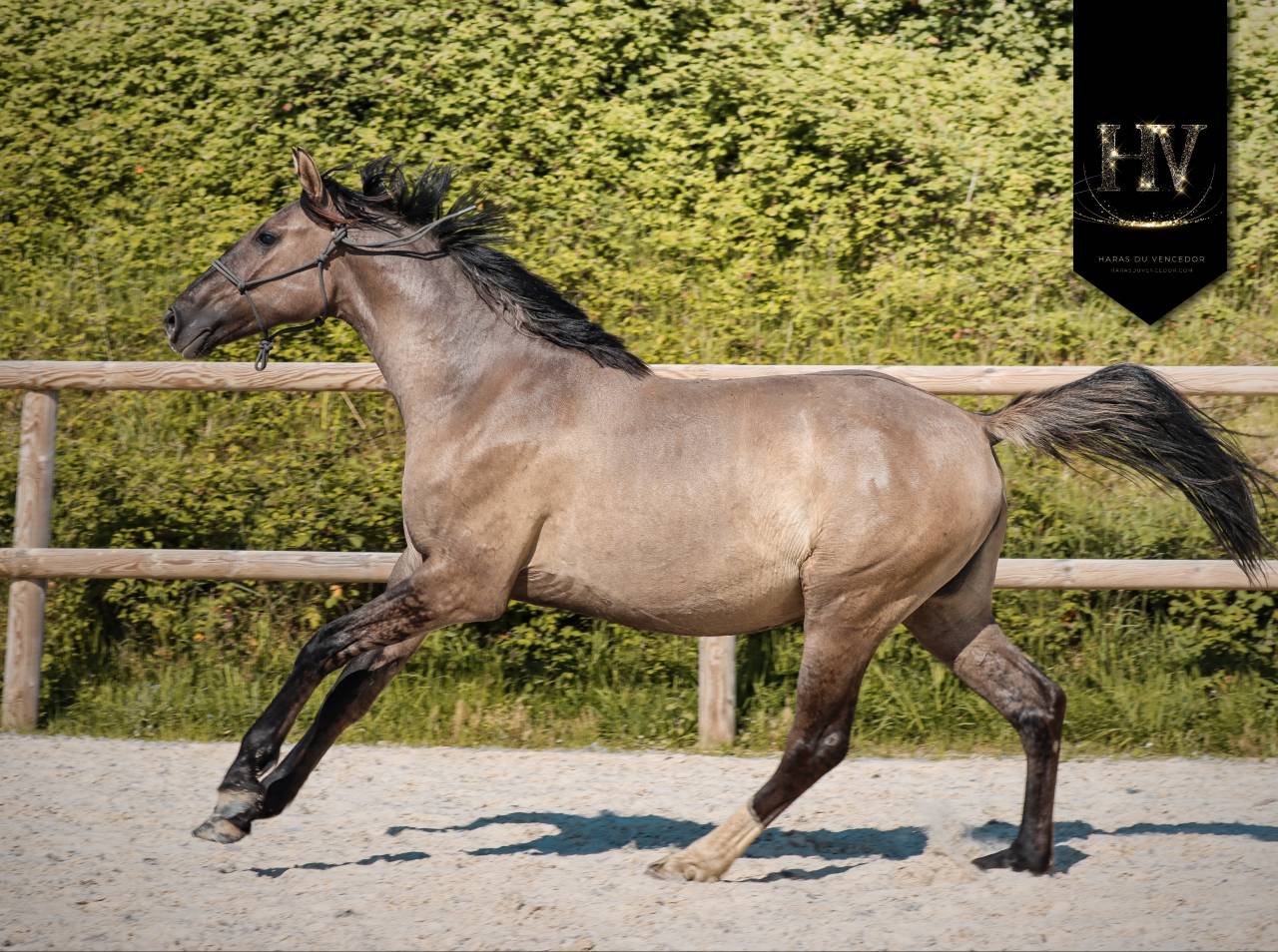 Pouliche kwpn Grullo ou smoky 