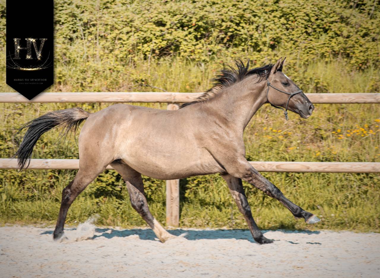 Pouliche kwpn Grullo ou smoky 