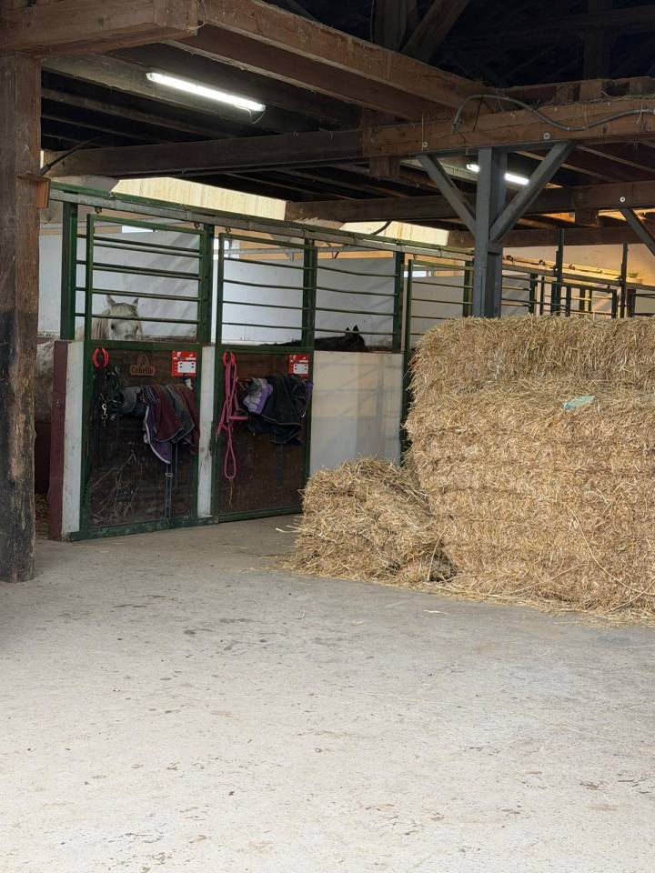 Pension compl&egrave;te chevaux &ndash; LD Buddy Ranch